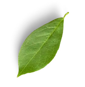 leaf 10