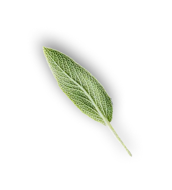 leaf 11