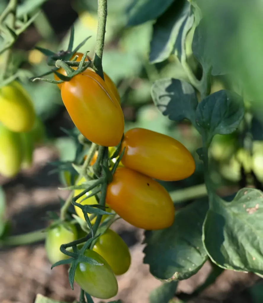 image genossenschaft geartnersiedlungen 05